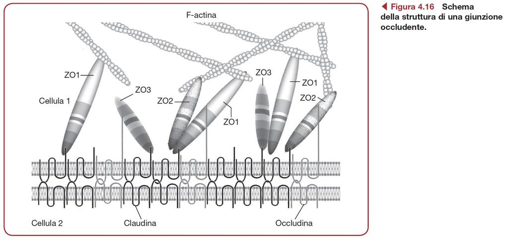 Giunzioni occludenti Formate da proteine transmembrana come Occludina e Claudina, che prendono contatto con il