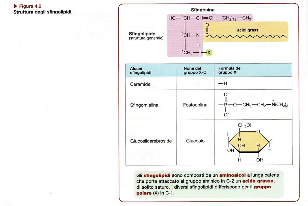 Negli sfingolipidi è presente la Sfingosina al posto del glicerolo Queste molecole svolgono un ruolo Importante in diversi