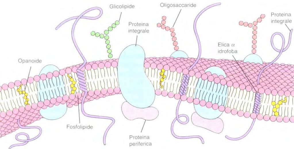 Struttura della membrana citoplasmatica Modello a mosaico fluido di Singer e Nicholson Struttura trilaminare fosfolipidica: estremità idrofile (sferule, doppio strato simmetrico interno ed esterno) e