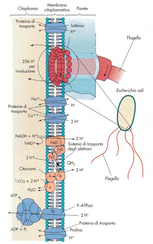 La membrana citoplasmatica Funzioni La membrana citoplasmatica è sede dell apparato per la produzione di energia (sistema di trasporto di elettroni, citocromi, F-ATPasi).