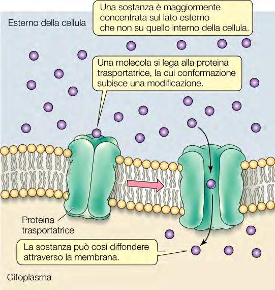 La membrana citoplasmatica Meccanismi di trasporto intra-extracellulari