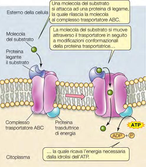 La membrana citoplasmatica Meccanismi di trasporto
