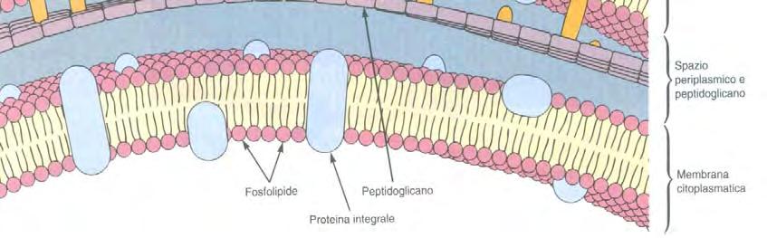 Molecole di maggiori dimensioni richiedono proteine di trasporto.