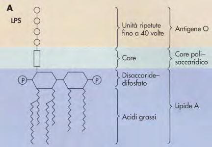 Struttura del lipopolisaccaride (endotossina)