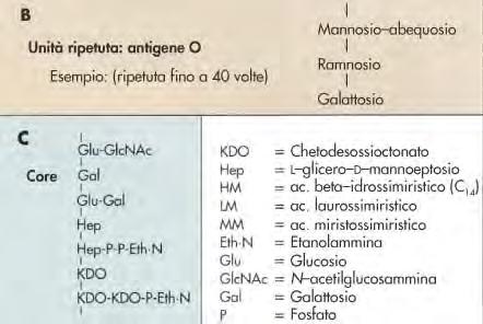 membrana esterna Nucleo polisaccaridico (core)