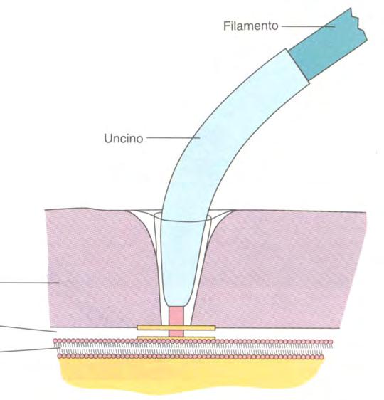 Flagelli I flagelli sono ancorati alla membrana citoplasmatica.