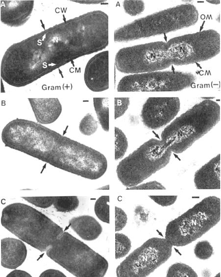 Divisione cellulare Fasi progressive della divisione cellulare di Bacillus subtilis (sinistra) ed Escherichia coli (destra) al microscopio