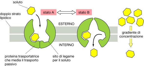 Le proteine Vettrici: un esempio di Trasporto PASSIVO Uniporto Il Trasporto Netto del Soluto è secondo Gradiente di Concentrazione Trasporto Passivo del