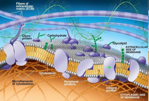MEMBRANA CELLULARE Le membrane sono formate da