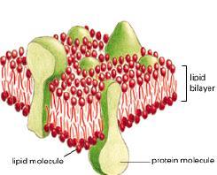 Si tratta di un mosaico di proteine affondate in un doppio strato lipidico fluido, i cui componenti sono in costante movimento.