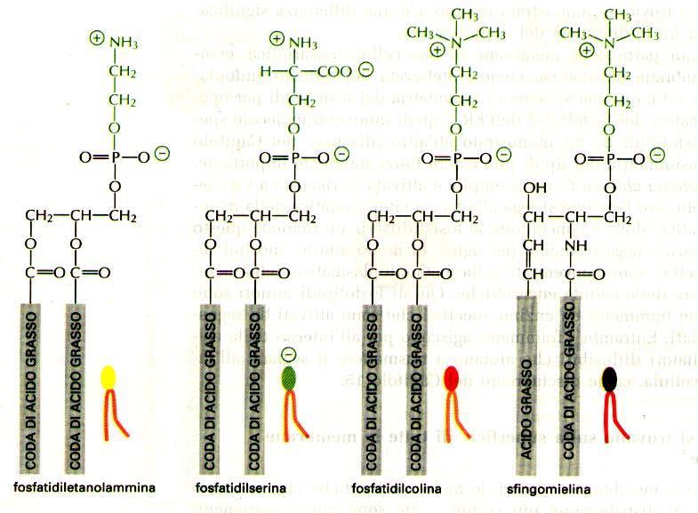 Fosfatidilcolina Sfingomielina sfingosina