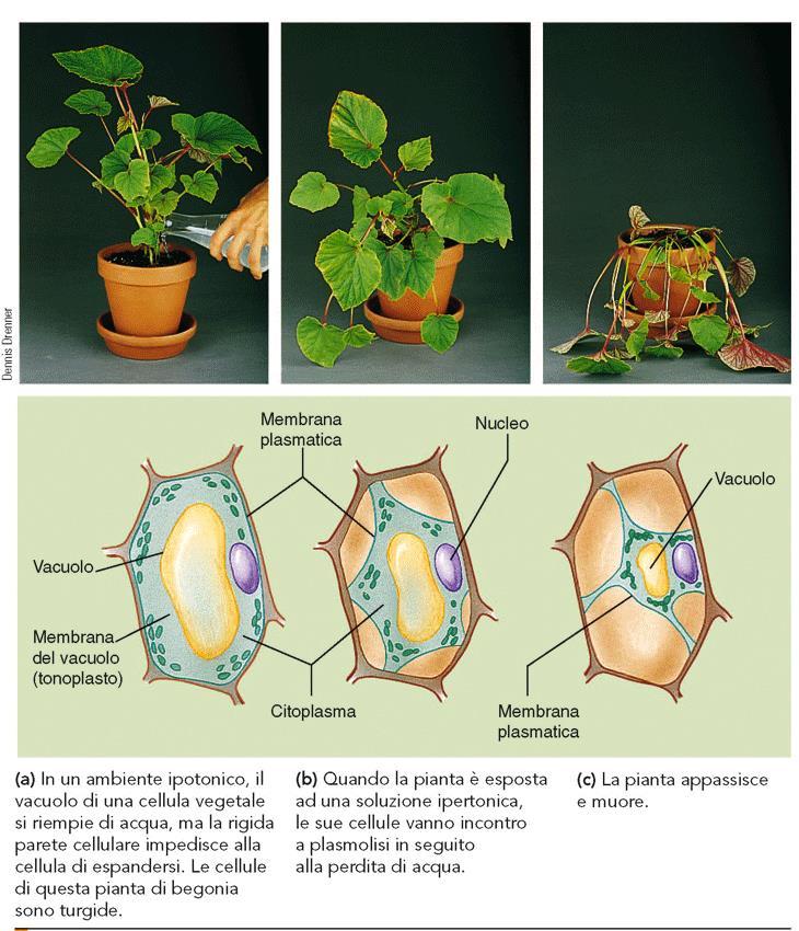 OSMOSI: