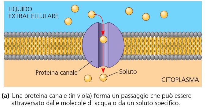 DIFFUSIONE FACILITATA: TRASPORTO PASSIVO MEDIATO DA PROTEINE La diffusione facilitata di ioni/molecole avviene attraverso proteine di membrana o gruppi di proteine altamente specifiche: PROTEINE