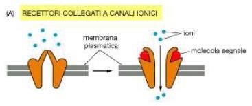 CANALI CONTROLLATI DAL LIGANDO Molti canali ionici sono controllati (aperti o chiusi) da un ligando intra- o extracellulare, diverso dalla molecola da trasportare.