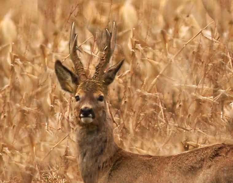 CHASSE Eurobolt Carabine a otturatore Canocchiale di mira non fornito Eurobolt