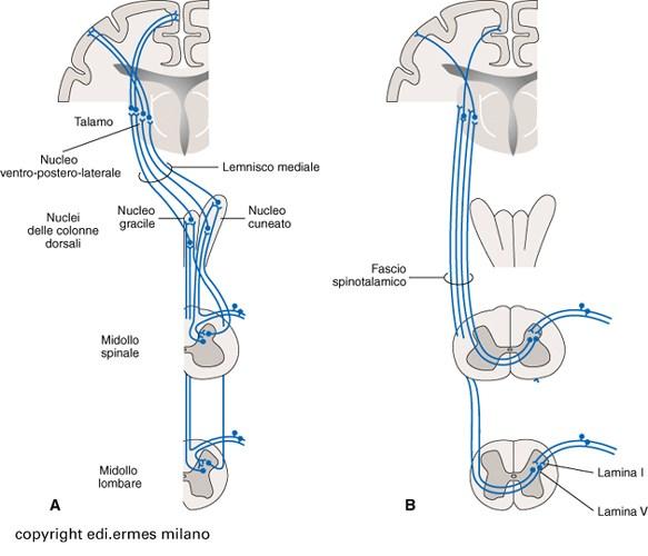 Meccanocezione/propriocezione Vie