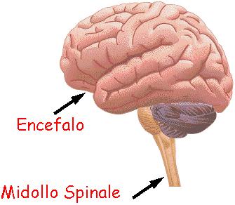 Sistema Nervoso Centrale Il suo compito è di identificare, interpretare e integrare gli impulsi che arrivano dai neuroni