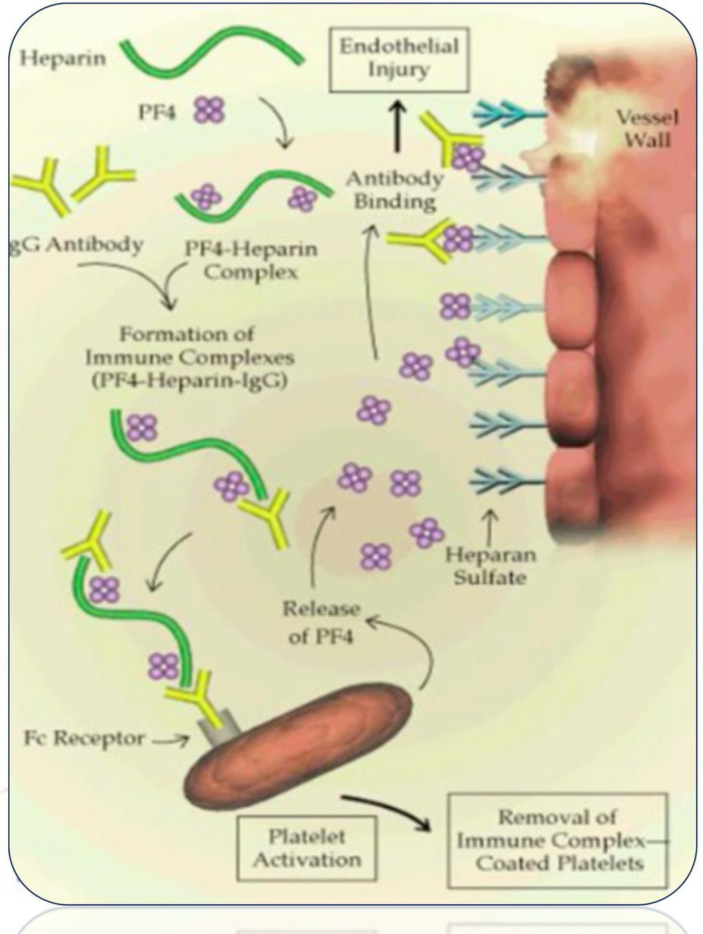 Patogenesi HIT Platelet activation: release of PF4 and microparticles. Administered heparin interacts with PF4 to form PF4-heparin complexes.