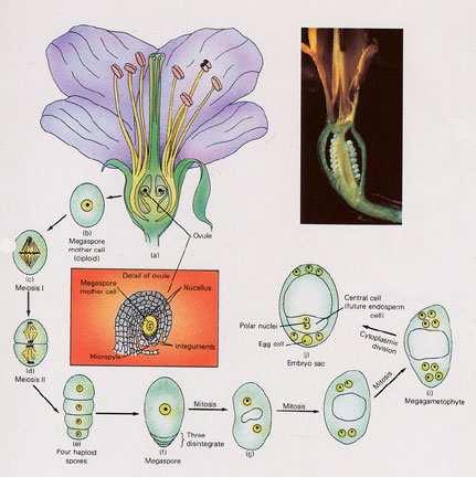 Megasporogenesi e megagametogenesi In ogni ovulo vi è un megasporangio (o nocella), in cui l unica cellula madre delle megaspore, 2n,