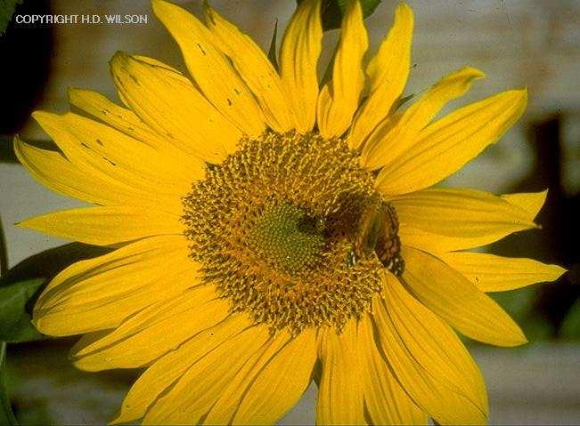 IL CAPOLINO delle ASTERACEAE Fiori del