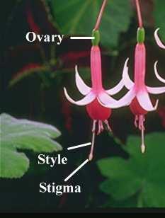 La posizione dell ovario Ovario sincarpico e