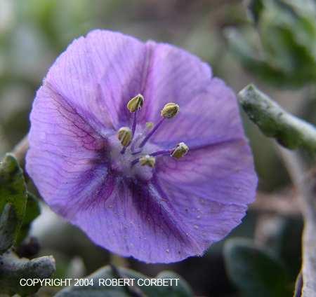 Evoluzione dei fiori: la