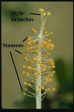 porzione basale dei filamenti delle antere I filamenti delle
