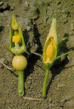 FIORI UNISESSUALI Alcune angiosperme, come le Cucurbitaceae, presentano fiori imperfetti.