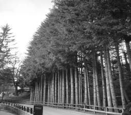 proprio giardino un piccolo habitat montano privato popolato di scoiattoli e uccellini.