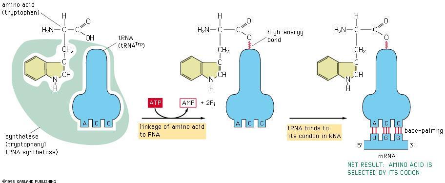 Il Legame dell amminoacido al proprio trna