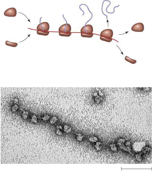 Poliribosomi Un elevato numero di ribosomi possono tradurre simultaneamente una singola molecola di formando un poliribosoma I Poliribosomi rendono possibile la produzione di molte copie di un