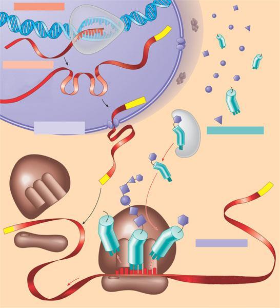 Sommario di trascrizione e traduzione nella cellula eucariotica 1 TRASCRIZIONE DNA L RNA è trascritto da un DNA stampo 3 2 SPLICING dell Esone RNA polimerasi L RNA trascritto (pre) è processato per