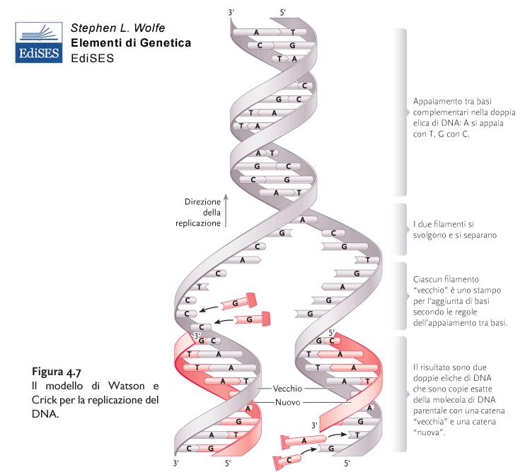 1953: Watson e Crick propongono il primo modello strutturale del DNA.