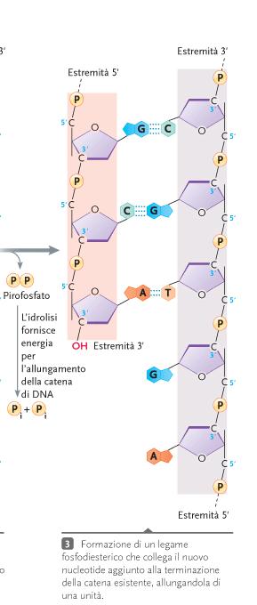 direzione 5 -> 3, un nucleotide