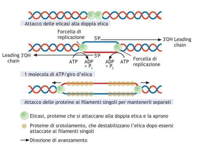 FORCELLA DI REPLICAZIONE Due forcelle di replicazione procedono in entrambe le direzioni a