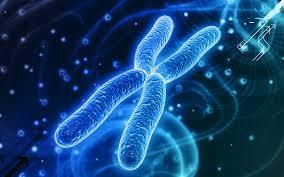 ACIDI NUCLEICI (DNA, RNA) Gli acidi nucleici trasmettono il patrimonio genetico e determinano la sintesi