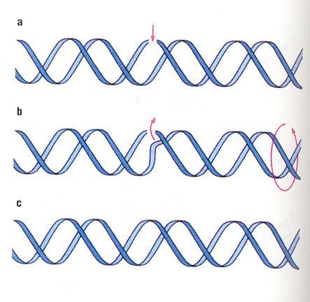 Biologia