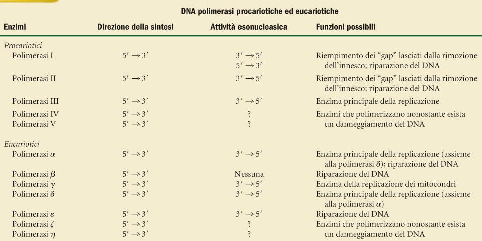 DNApolimerasi