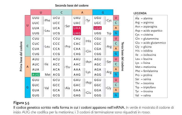 IL CODICE GENETICO_ nell RNA la Timina è sostituita dall Uracile Codoni