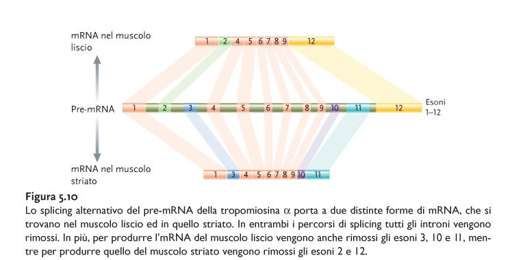 SPLICING ALTERNATIVO