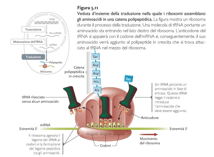 TRADUZIONE: CONVERSIONE del codice genetico a 4 basi azotate dell ac.