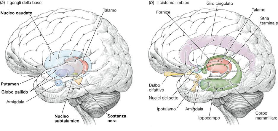 La formazione di nuove memorie dichiarative: circuito