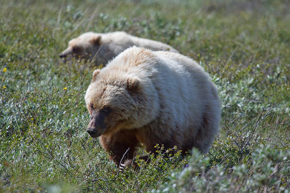 Le sessioni di scatto all'alba o le eventuali notturne non saranno obbligatorie: in caso di particolari esigenze ci sarà la possibilità di non seguire il gruppo durante una o più sessioni. N.B.