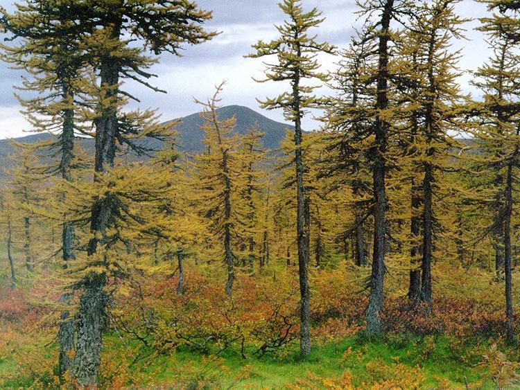 FLORA Il bioma della taiga è caratterizzato dalla presenza di