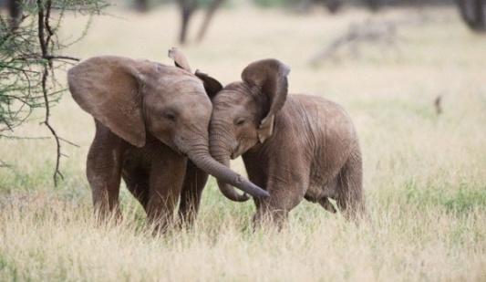 elefante, la gazzella,