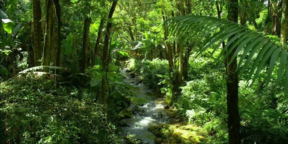 FORESTA PLUVIALE EQUATORIALE