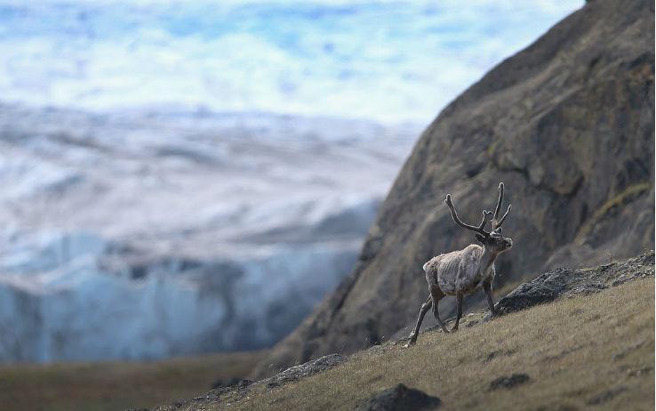 TUNDRA Distribuzione