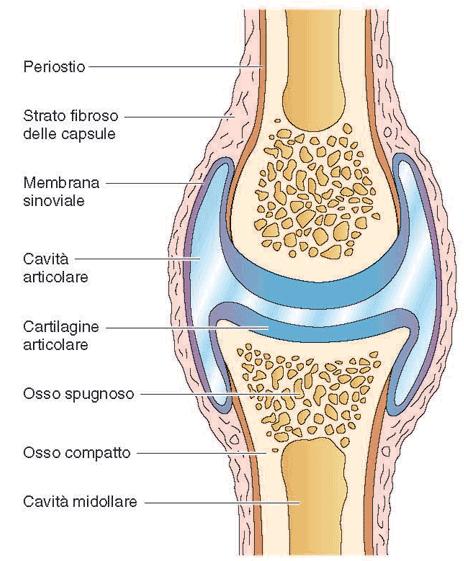 Cartilagine articolare (Ialina specializzata) Un'articolazione è costituita da due