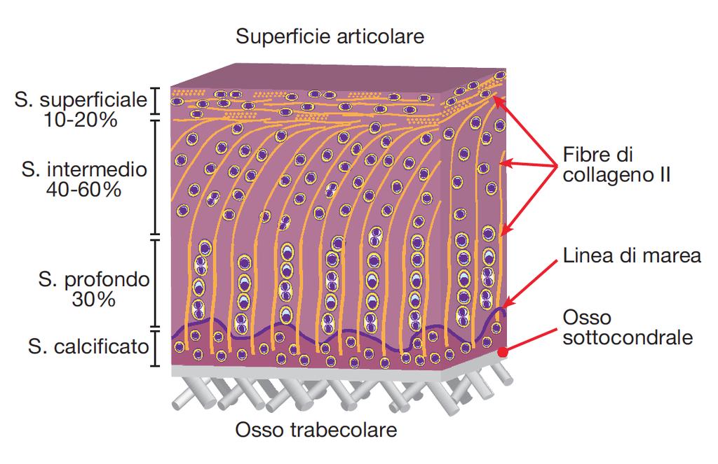 Cartilagine articolare (Ialina specializzata) - Strato Superficiale: fibre parallele