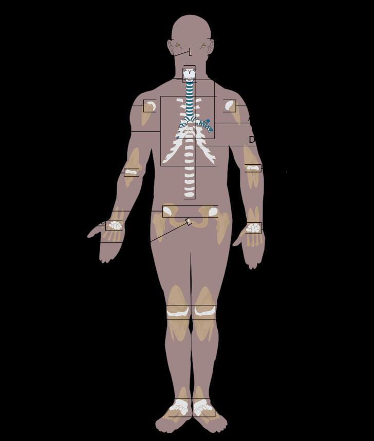 Cartilagine Funzione di sostegno Tessuto flessibile Resistente alla deformazione